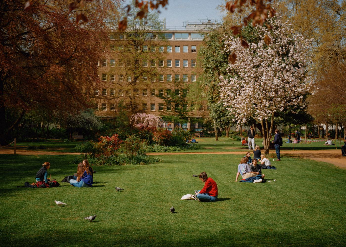 People sitting on the grass in a Bloomsbury square under blossom